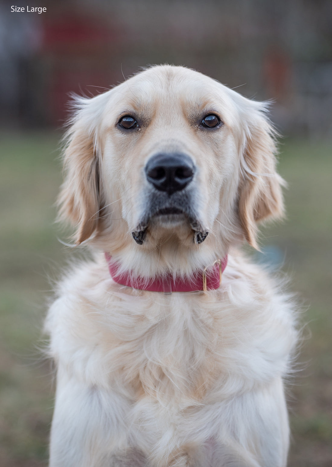 Mulberry Burgundy Waterproof Dog Collar