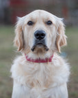 Mulberry Burgundy Waterproof Dog Collar