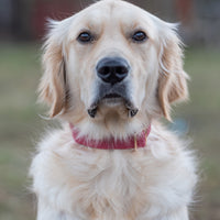 Mulberry Burgundy Waterproof Dog Collar