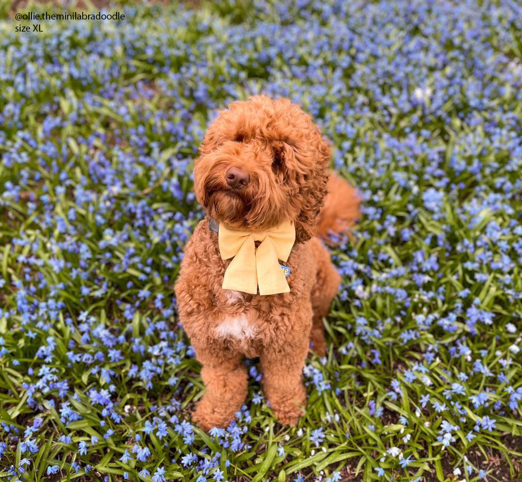 Yuzu Yellow Linen Dog Sailor Bow