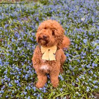 Yuzu Yellow Linen Dog Sailor Bow
