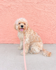 Peach Waterproof Cloud Dog Leash | Lightweight PVC Leash | Odor Proof, Stink Proof, and Durable | Available in 3 Lengths