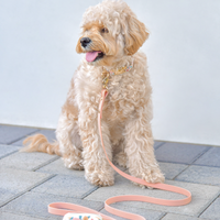 Peaches & Pears Dog Collar | Fruit Dog Collar | Available in 3 Sizes | Durable Dog Collars