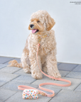 Peach Waterproof Cloud Dog Leash | Lightweight PVC Leash | Odor Proof, Stink Proof, and Durable | Available in 3 Lengths
