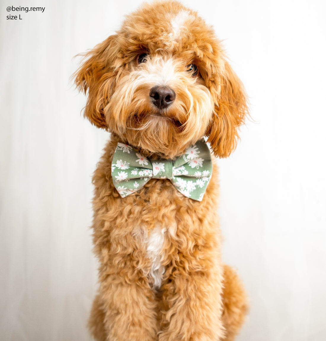 Corduroy Daisies Bow Tie | Doggie Bow Ties | Shop Sunny Tails