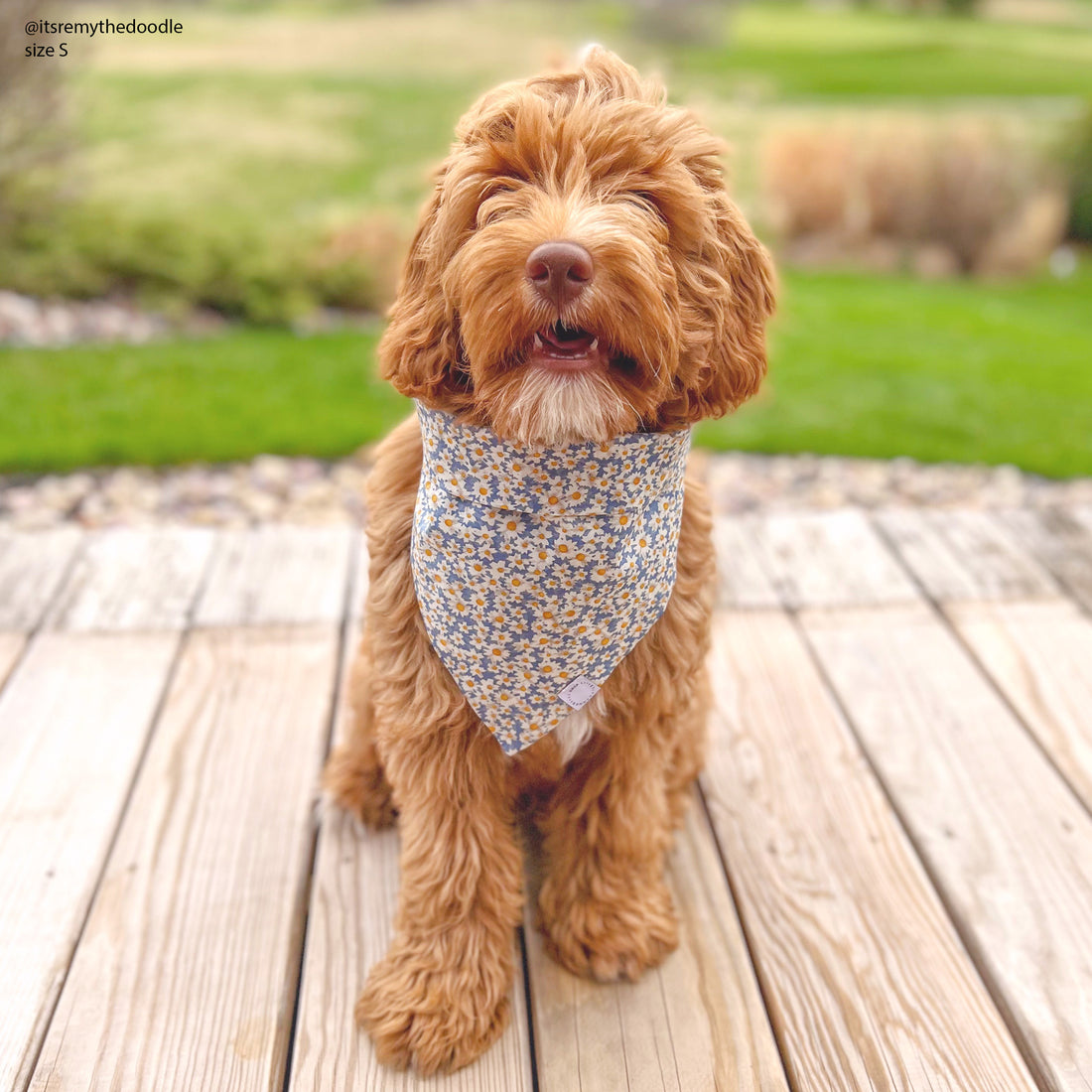 Daisies Field Dog Bandana | Floral Dog Bandana | Shop Sunny Tails