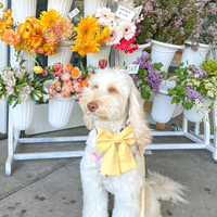 Yuzu Yellow Linen Dog Sailor Bow