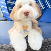 Picnic Teddy Ivory Linen Dog Bandana (Customizable)