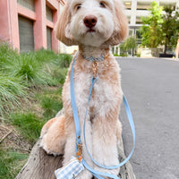 Malibu Blue Gingham Dog Collar | Light Blue Gingham Collar | Available in 3 Sizes | Durable Dog Collars | Shop Sunny Tails