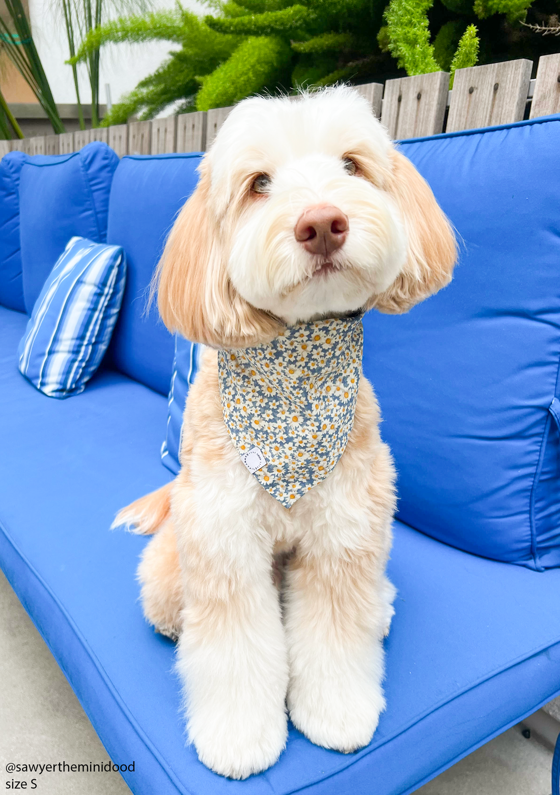 Daisies Field Dog Bandana | Floral Dog Bandana | Shop Sunny Tails