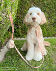 Peach Waterproof Cloud Dog Leash | Lightweight PVC Leash | Odor Proof, Stink Proof, and Durable | Available in 3 Lengths