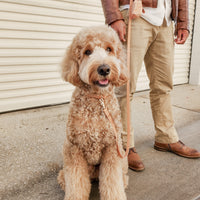 Chai Brown Convertible Hands Free Cloud Dog Leash | Multifunctional, Waterproof, and Lightweight Dog Leash | Shop Sunny Tails