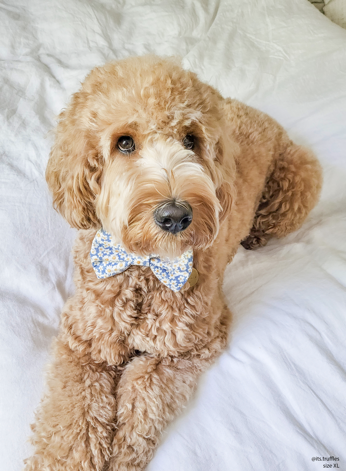 Daisies Field Dog Bow Tie | Dog Collar Bow Tie | Shop Sunny Tails