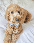 Daisies Field Dog Bow Tie - SUNNY TAILS