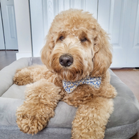 Daisies Field Dog Bow Tie | Dog Collar Bow Tie | Shop Sunny Tails