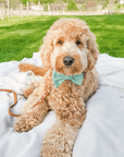 Matcha Sage Green Linen Dog Bow Tie - SUNNY TAILS