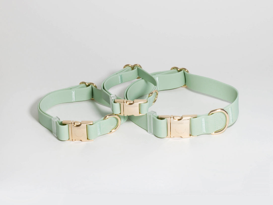 Pistachio Green Waterproof Dog Collar | Sage Green Dog Collar | Available in 3 Sizes | Durable Dog Collars | Shop Sunny Tails