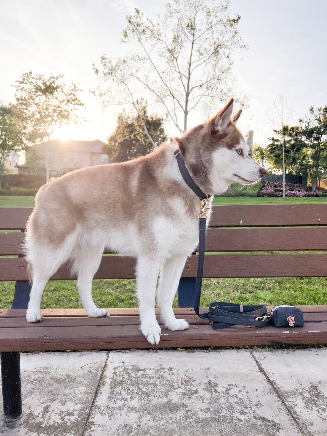 Ember Black Waterproof Dog Collar | Waterproof Quick Release Collar | Available in 3 Sizes | Durable Dog Collars | Shop Sunny Tails