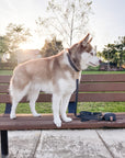 Ember Black Waterproof Dog Collar | Waterproof Quick Release Collar | Available in 3 Sizes | Durable Dog Collars | Shop Sunny Tails