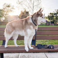 Ember Black Waterproof Dog Collar | Waterproof Quick Release Collar | Available in 3 Sizes | Durable Dog Collars | Shop Sunny Tails