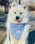 Periwinkle Blue Gingham Teddy Bear Dog Bandana