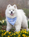 Periwinkle Blue Gingham Teddy Bear Dog Bandana