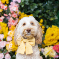 Yuzu Yellow Linen Dog Sailor Bow