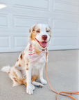 Sherbet Teddy Dog Bandana - SUNNY TAILS
