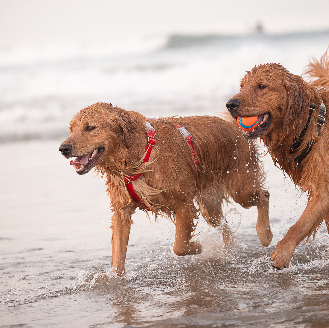 Cherry Red Cloud Lite Dog Harness | Waterproof Dog Harness | No Pull Front Attachment | Available in 3 Sizes