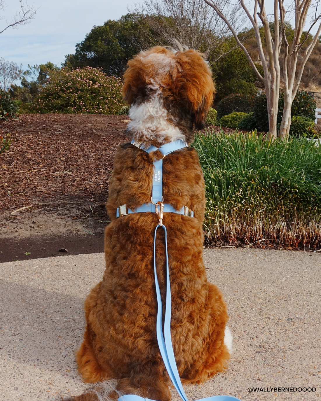 Malibu Blue Cloud Lite Dog Harness