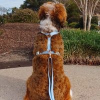 Cloud Lite Dog Harness Bundle Wide