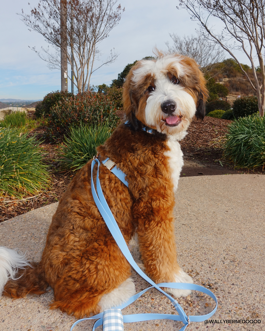 Cloud Lite Dog Harness Bundle Wide