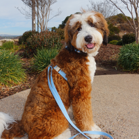 Malibu Blue Cloud Lite Dog Harness