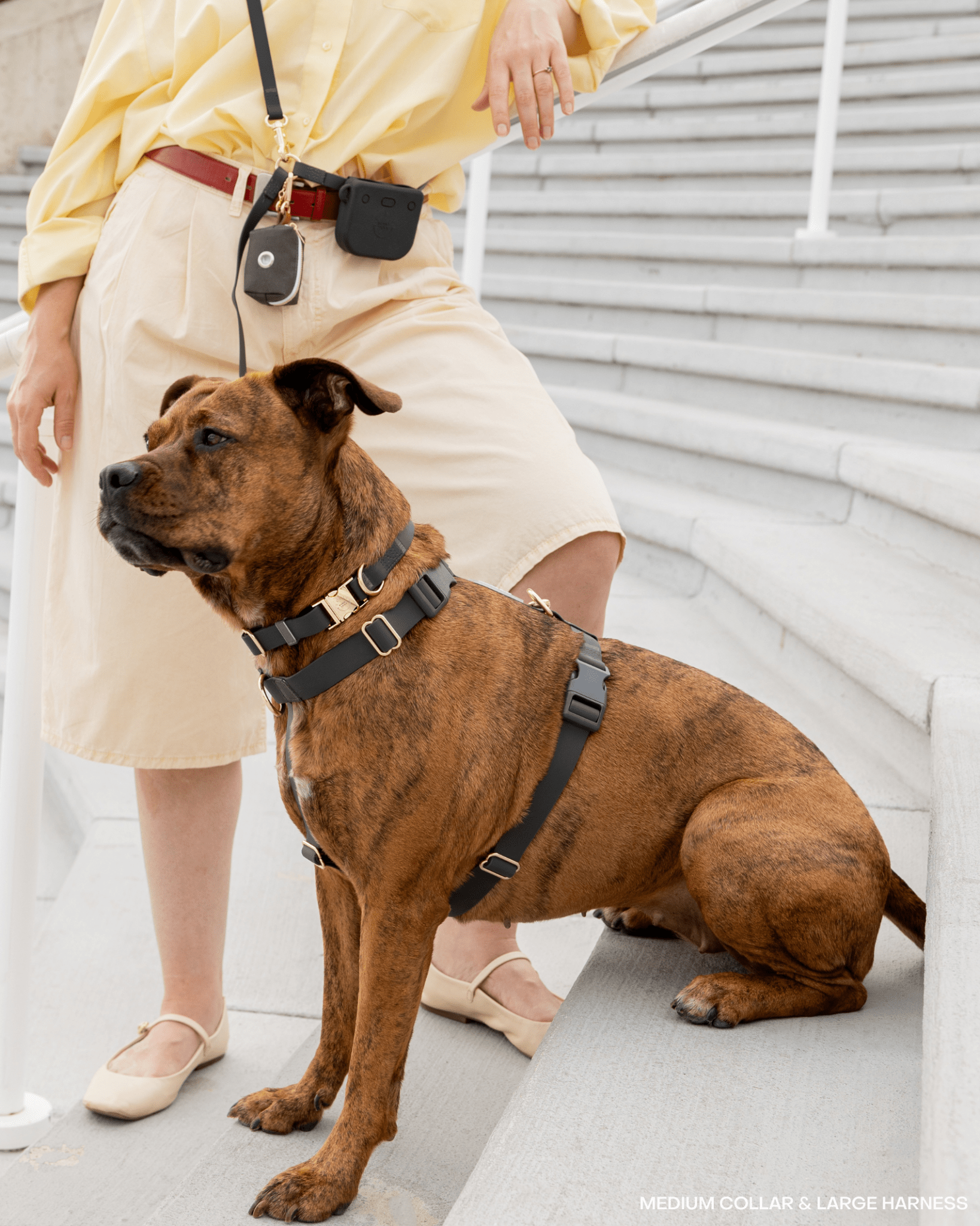 Cloud Dog Collar Bundle Wide - SUNNY TAILS