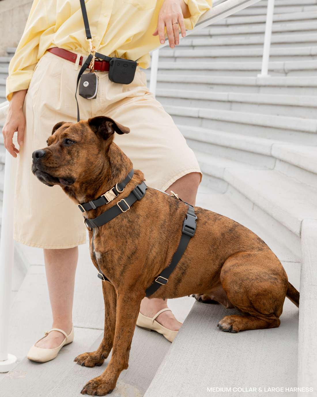 Cloud Dog Collar Bundle
