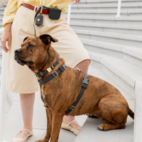 Cloud Dog Collar Bundle