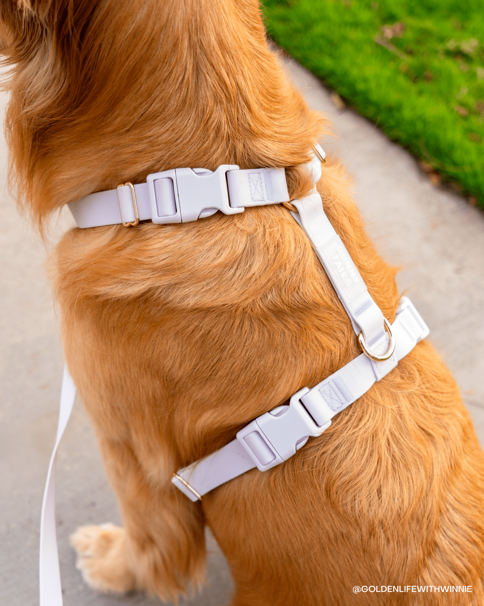 5 - Piece Hands Free Set – Leash, Harness, Collar, Treat Pouch & Waste Bag Holder - SUNNY TAILS