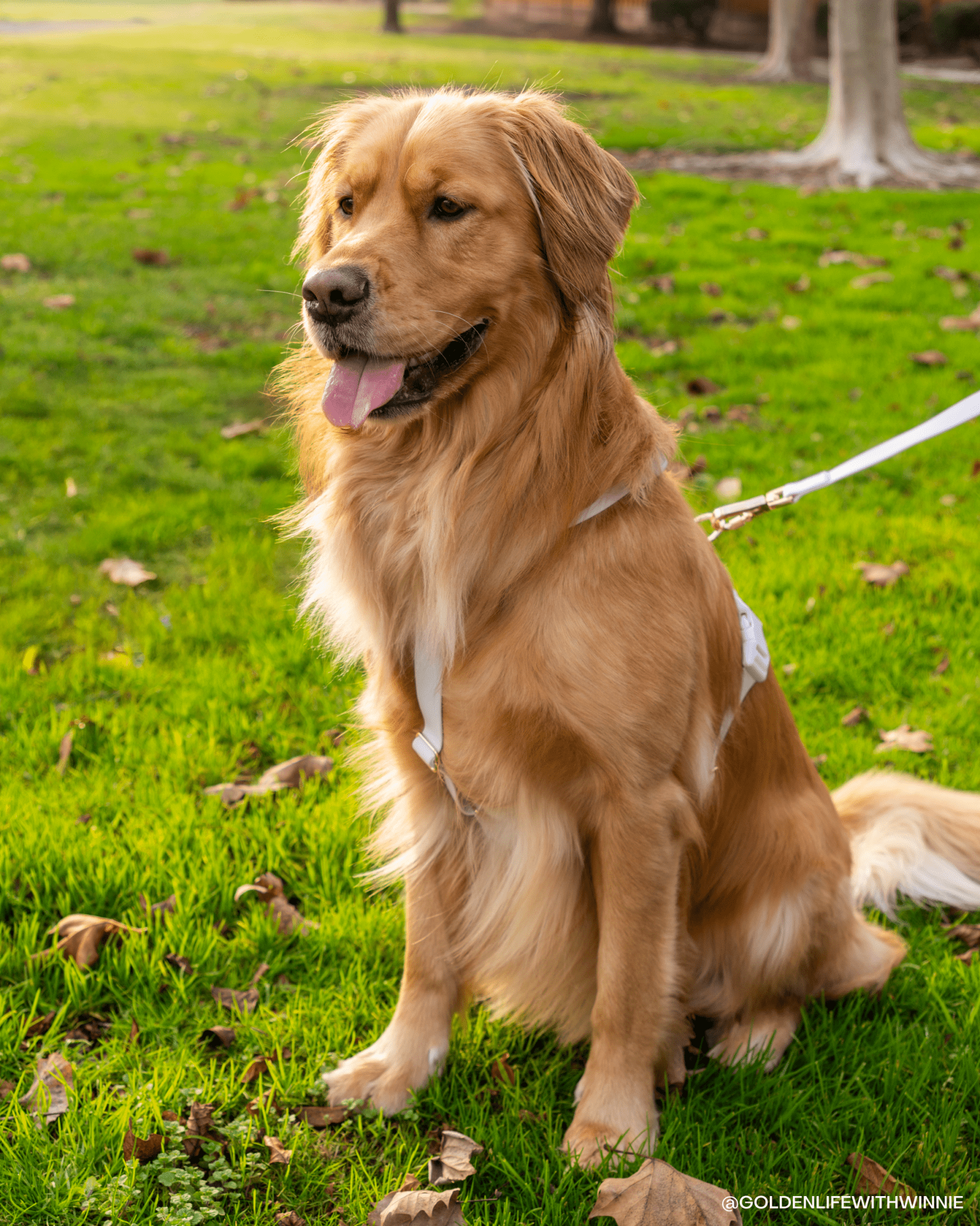 5 - Piece Hands Free Set – Leash, Harness, Collar, Treat Pouch &amp; Waste Bag Holder - SUNNY TAILS