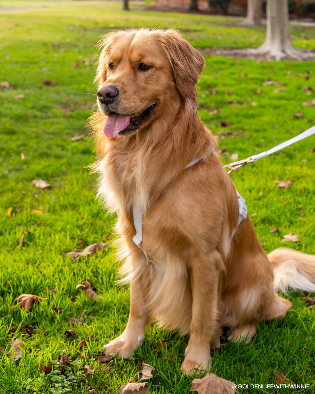 Lavender Haze Cloud Lite Dog Harness