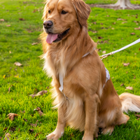 Lavender Haze Cloud Lite Dog Harness