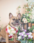 Picnic Plaid Teddy Bear Dog Bandana - SUNNY TAILS