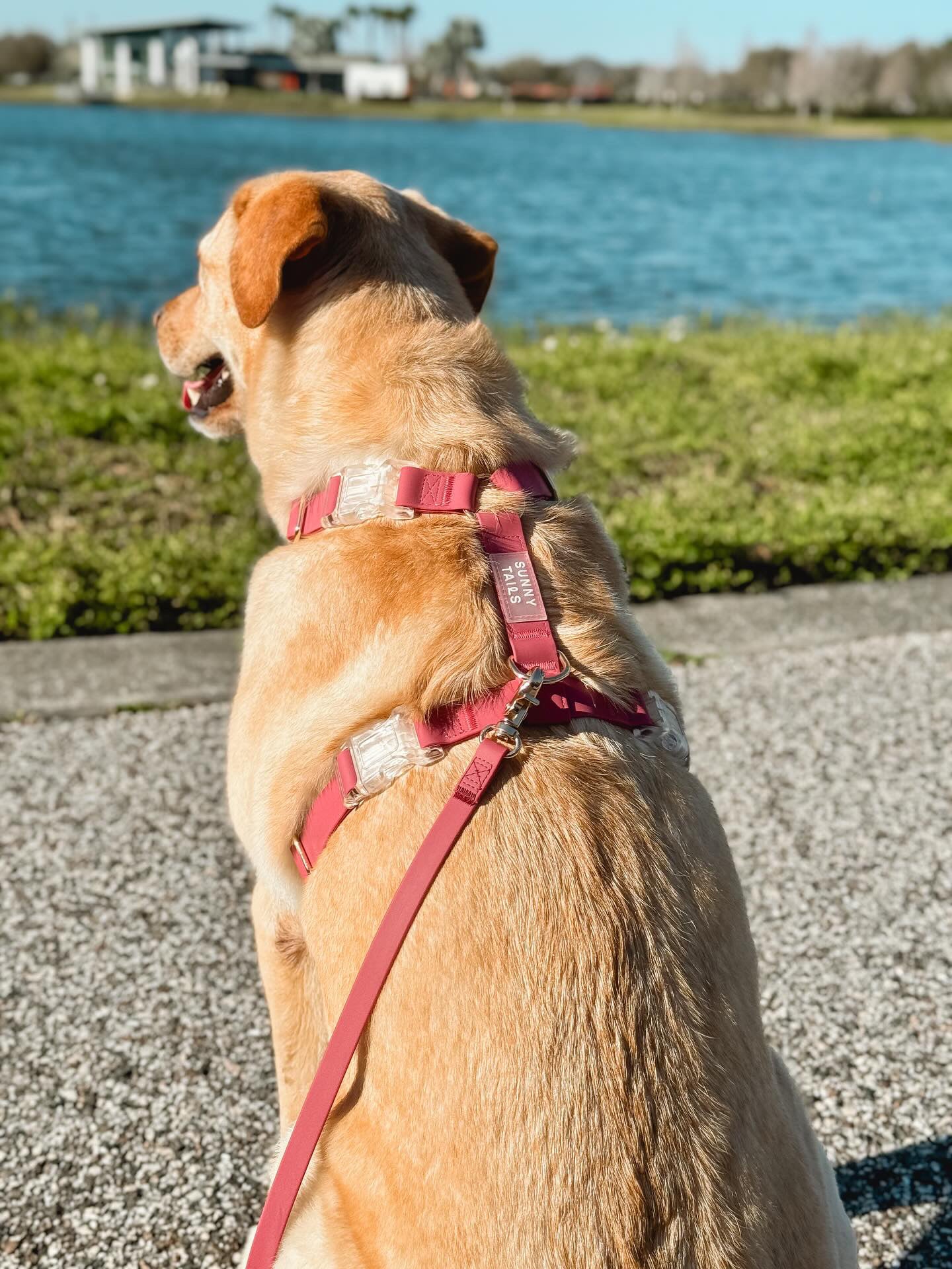 Mulberry Burgundy Cloud Lite Dog Harness
