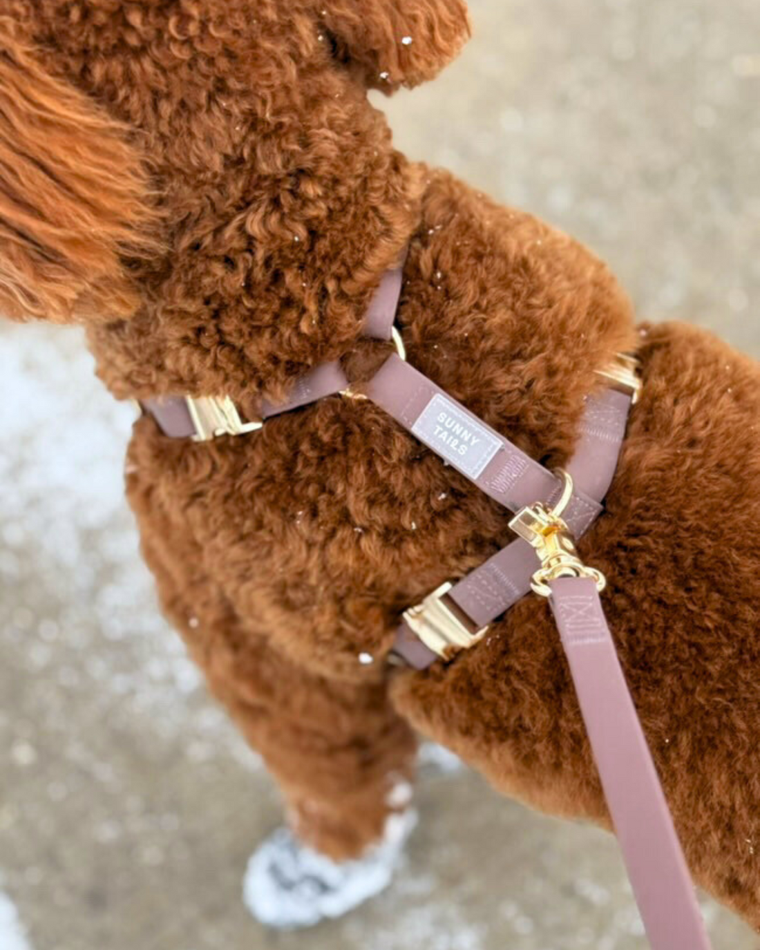 Cloud Lite Dog Harness Bundle