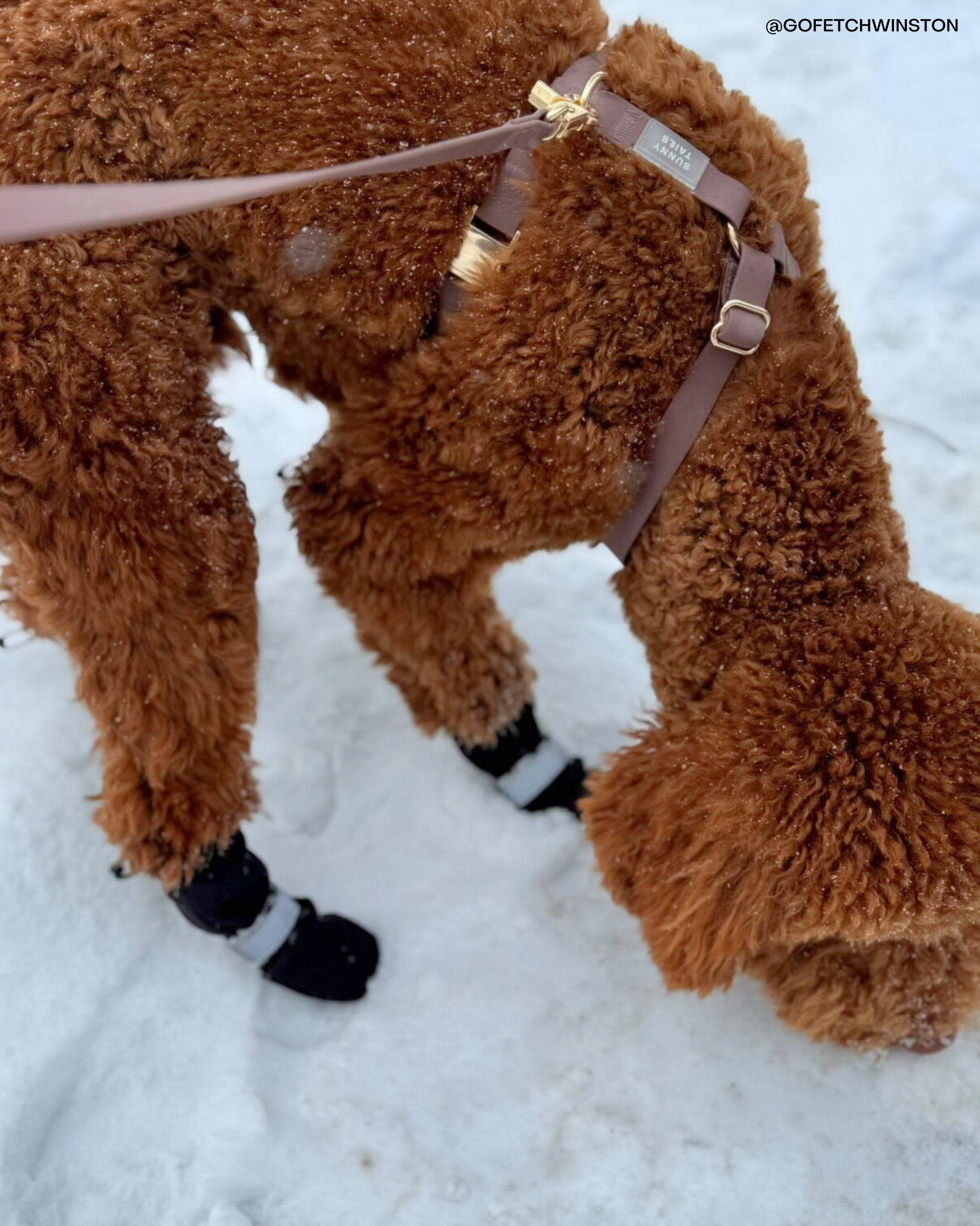 Cloud Lite Dog Harness Treat Pouch Bundle Wide