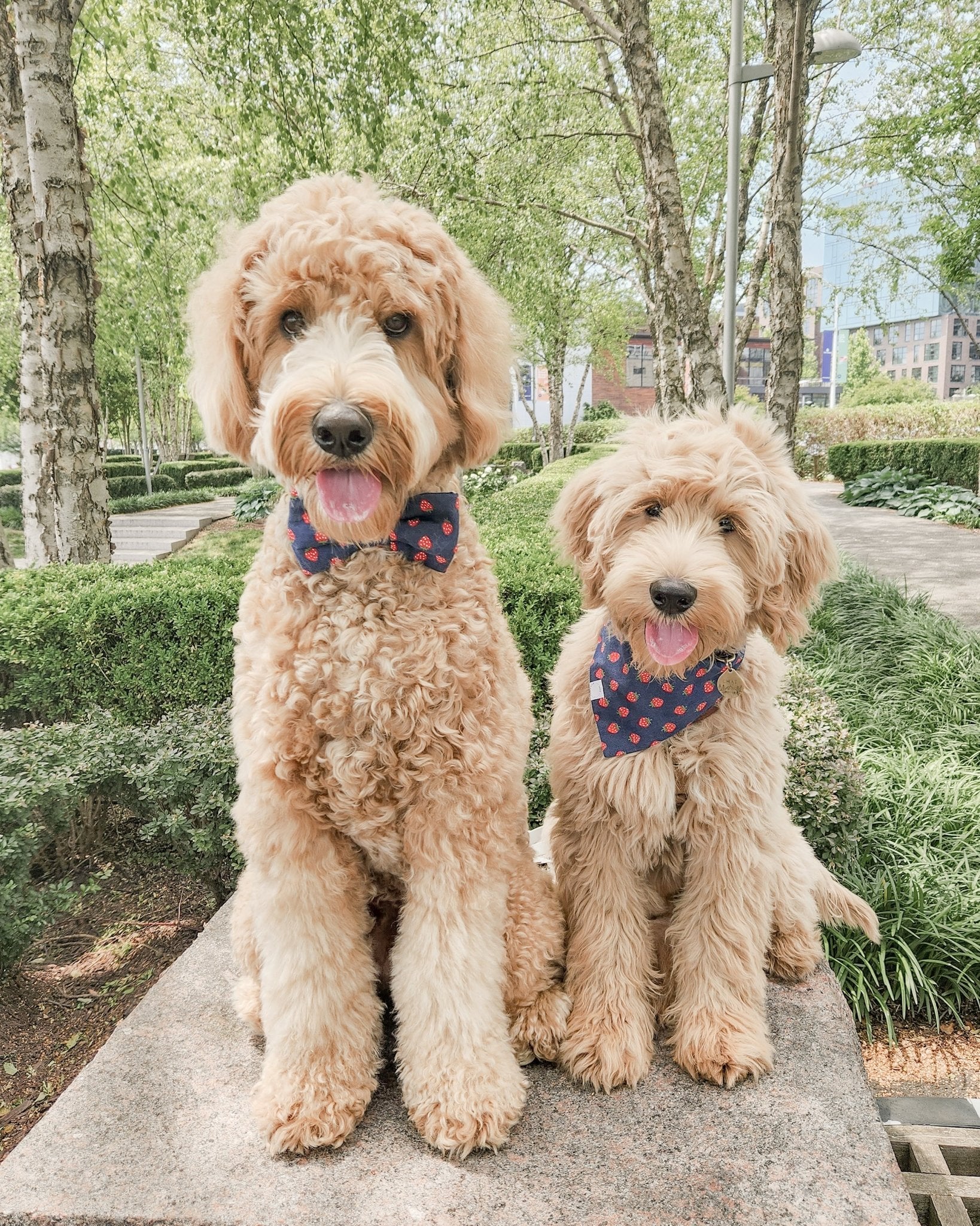 Strawberry Jeans Dog Bandana - SUNNY TAILS