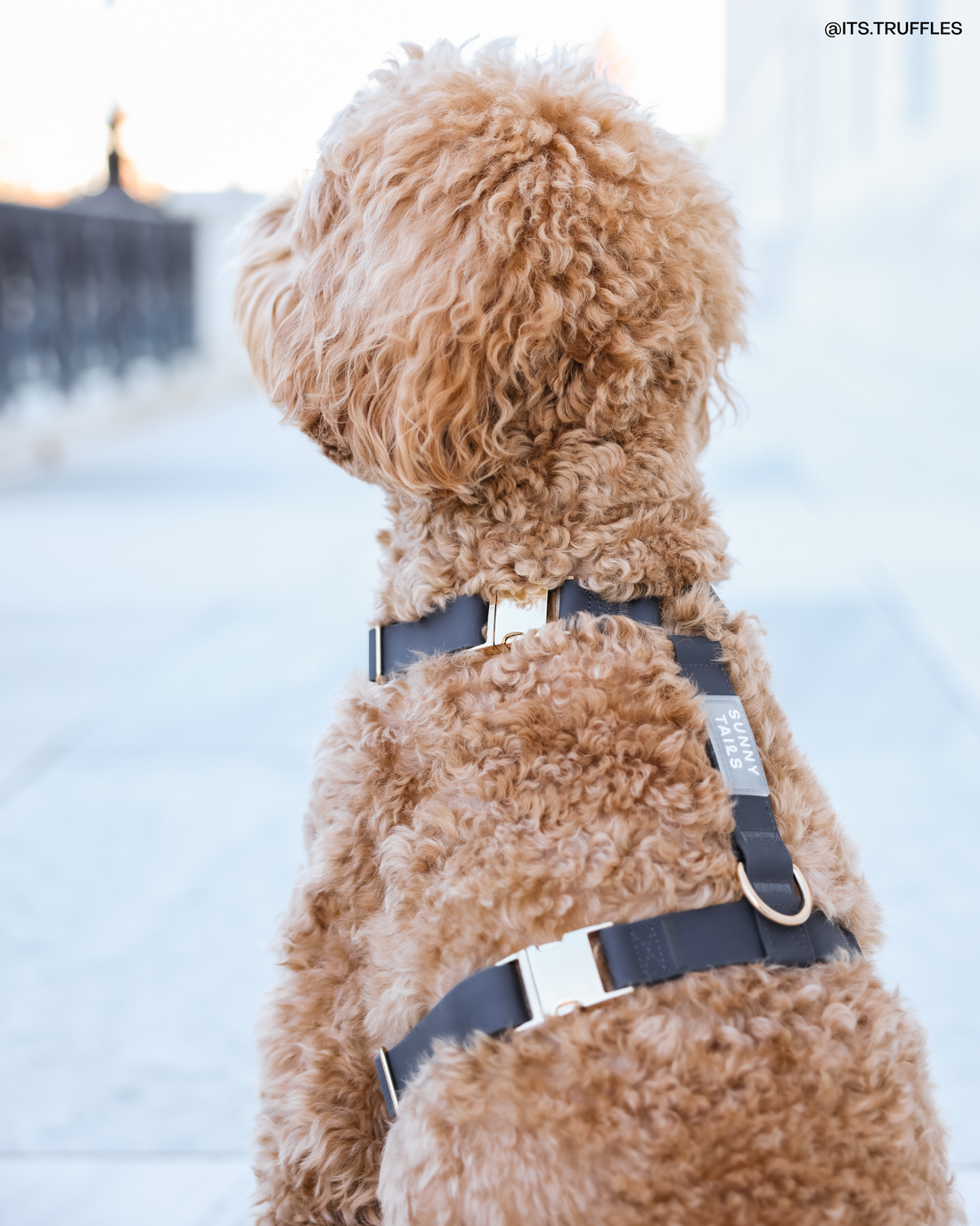 Ember Black Cloud Lite Dog Harness | Waterproof Dog Harness | No Pull Front Attachment | Available in 3 Sizes