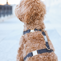 Ember Black Cloud Lite Dog Harness | Waterproof Dog Harness | No Pull Front Attachment | Available in 3 Sizes