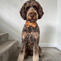 Caramel Corduroy Dog Bow Tie