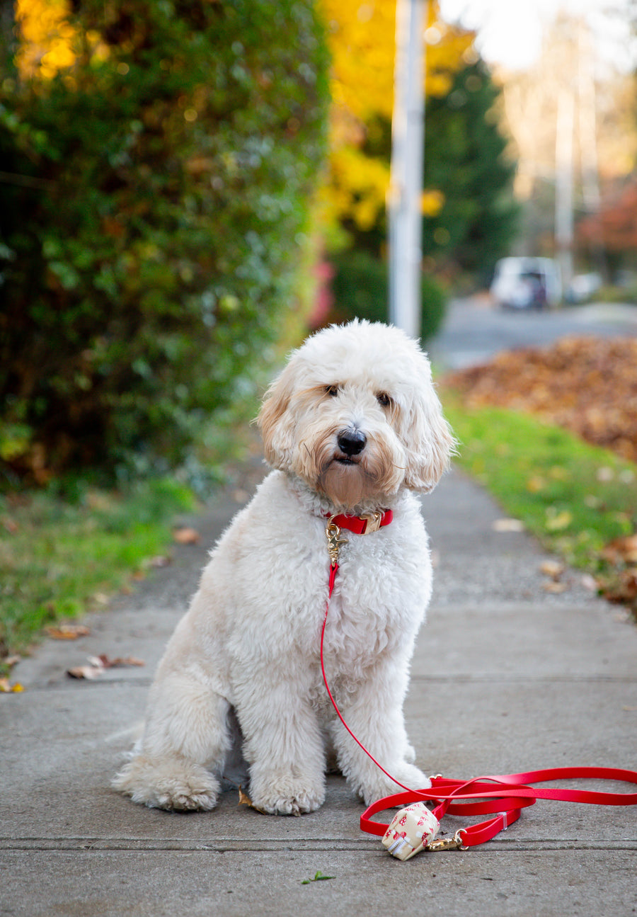 Cherry Red Convertible Hands Free Cloud Dog Leash | Multifunctional, Waterproof, and Lightweight Dog Leash | Shop Sunny Tails