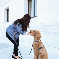 Ember Black Wide 4-in-1 Convertible Hands Free Cloud Dog Leash